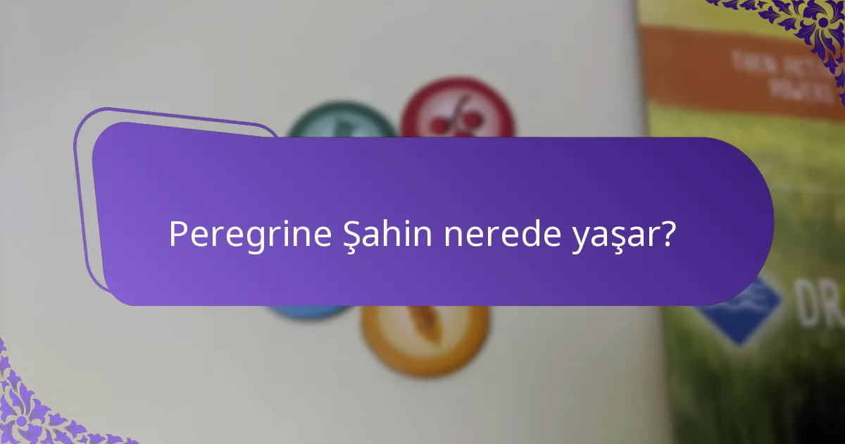 Peregrine Şahin nasıl yuva yapar?